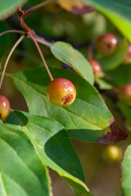 也让这项优 也让这项优